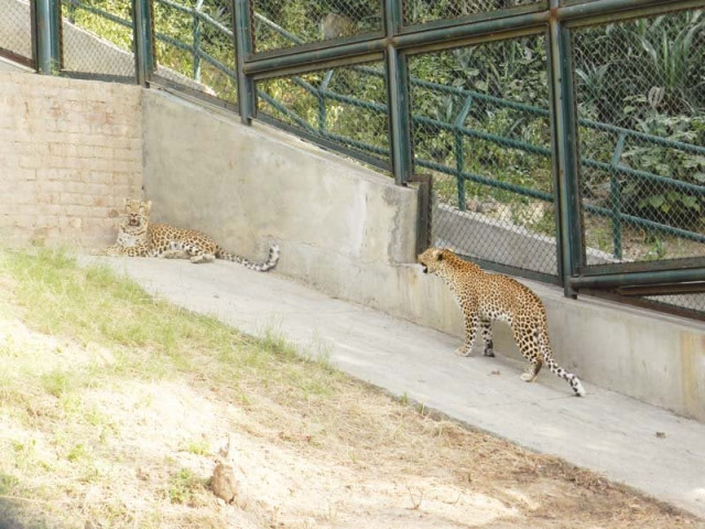 enclosure has a hilly terrain to keep the leopards as close as possible to their natural habitat photo press release enclosure has a hilly terrain to keep the leopards as close as possible to their natural habitat photo press release