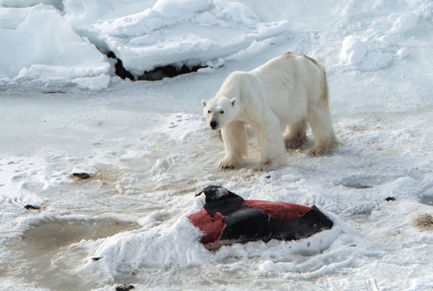 norwegian polar institute shows a male polar bear with the carcass of a white beaked dolphin it has partially covered with snow to keep for later having already eaten another one at raudfjorden on the norwegian arctic archipelago of svalbard dolphins had become trapped too far north possibly due to the almost absence of ice in the region in the past few years and the sudden arrival of ice in april as the climate warms the sight of polar bears tucking into weird meals such as dolphins could become more common photo afp