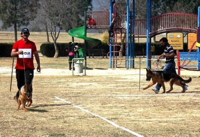 dogs snub people who are mean to their owners study