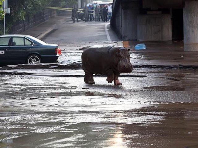 a hippopotamus walks across a flooded street in tbilisi photo afp