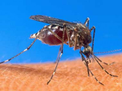 failing on the dengue front failing on the dengue front