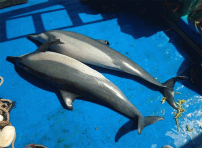 pakistan s fishing practices leave 12 000 dolphins dead annually pakistan s fishing practices leave 12 000 dolphins dead annually