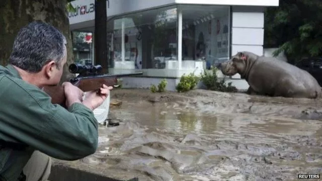 a man shoots a tranquilizer dart to put a hippopotamus to sleep at a flooded street photo reuters a man shoots a tranquilizer dart to put a hippopotamus to sleep at a flooded street photo reuters