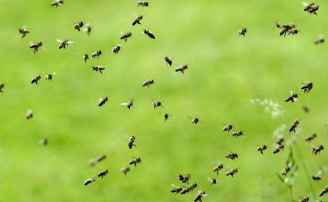 a beekeeper called to the scene was also stung 23 times photo ndtv a beekeeper called to the scene was also stung 23 times photo ndtv