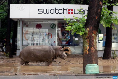 escaped tiger from georgia zoo shot after killing man