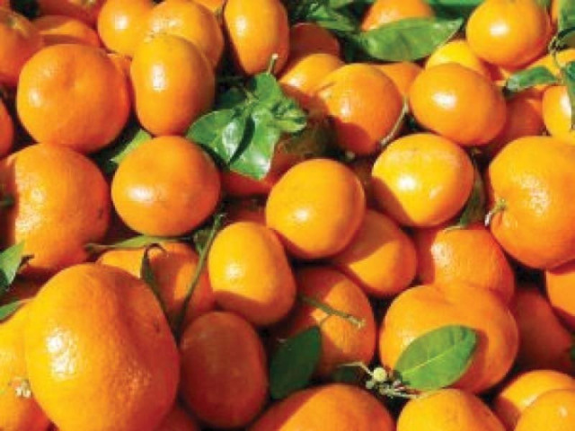 pakistan is the 13th largest producer of kinnow with more than 2 million tons annually photo file pakistan is the 13th largest producer of kinnow with more than 2 million tons annually photo file