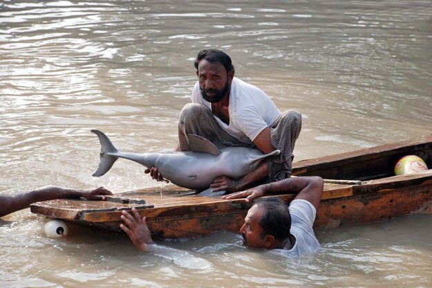 global declaration signed to save river dolphins