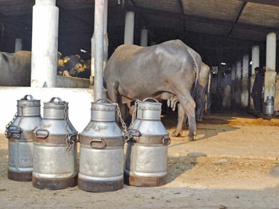 milk powder import chances of increase in regulatory duty drying up