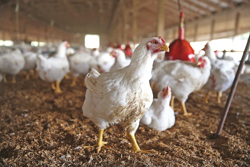 Poultry industry sees 40% decline | The Express Tribune