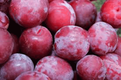 purple haze the story of wana s blooming plums