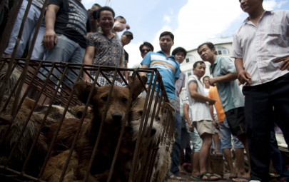 chinese woman pays to rescue 100 dogs from meat festival report