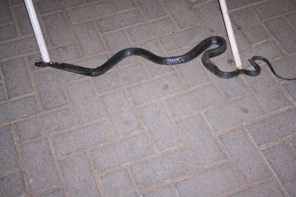 unaware residents of thar kill the harmless creatures out of fear of snake bites photo liaquatabad police station