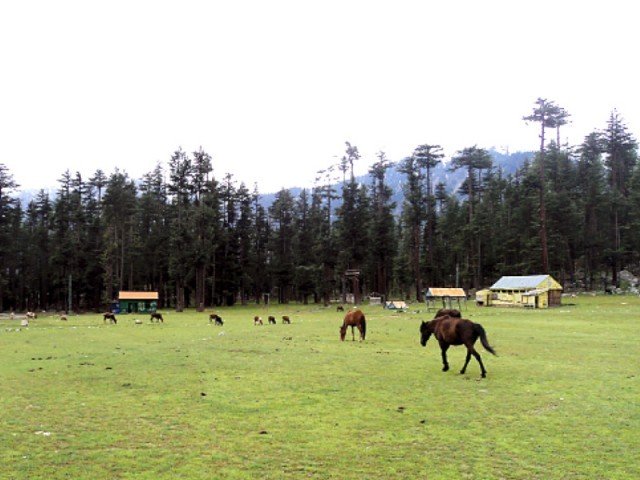 animals graze at the site soon to become a wildlife park in kalam valley photo fazal khaliq the express tribune