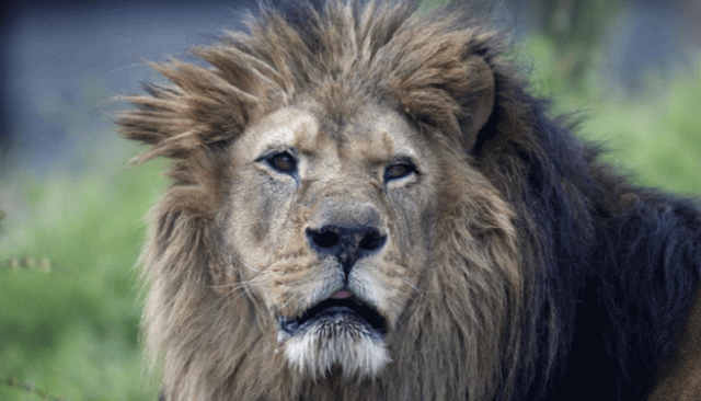 lions are critically endangered due to loss of habitat and a decline in prey caused by human hunting photo ap lions are critically endangered due to loss of habitat and a decline in prey caused by human hunting photo ap