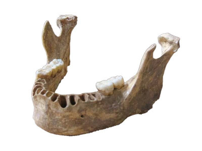 embrace the neanderthal within you