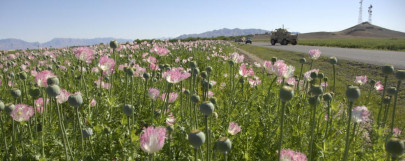 record afghan opium output sparks rise in cheaper heroin supply un