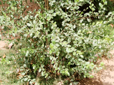 going green one tree for every one person needed in karachi going green one tree for every one person needed in karachi