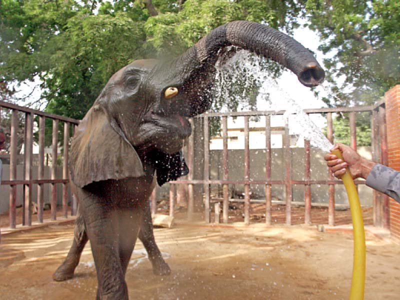 animals at the karachi zoo are as affected by the heatwave as citizens of the city zoo officials are employing special measures such as the provision of extra ice slabs and ors to help the animals beat the heat photos athar khan express