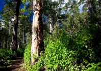 punjab launches province wide satellite system to protect forests punjab launches province wide satellite system to protect forests