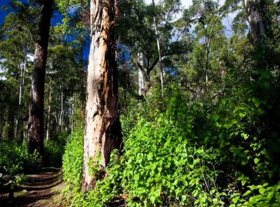 punjab launches province wide satellite system to protect forests