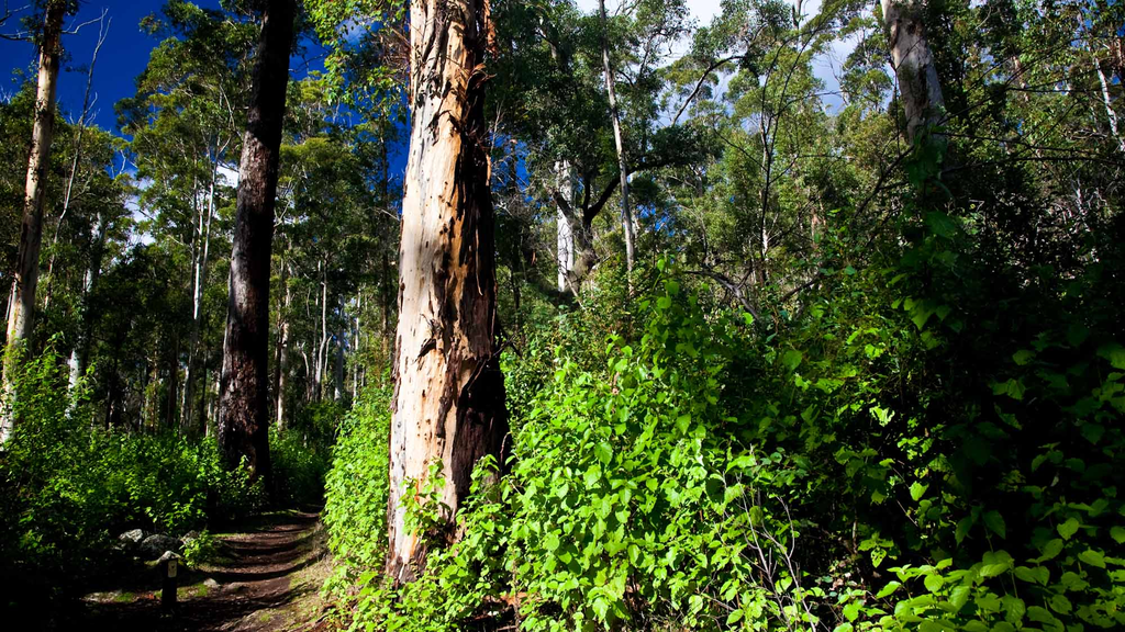 Forest dept plans five national parks - Vimarsana News