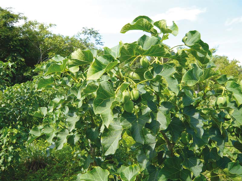 when jatropha seeds are crushed the resulting jatropha oil can be processed to produce a high quality biofuel or biodiesel photo file