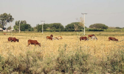 fostering barren lands somali scientists seek help from ku