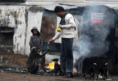 five arrested over india monkey kidnapping