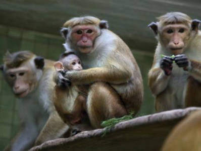 five arrested over kidnap of monkey in india