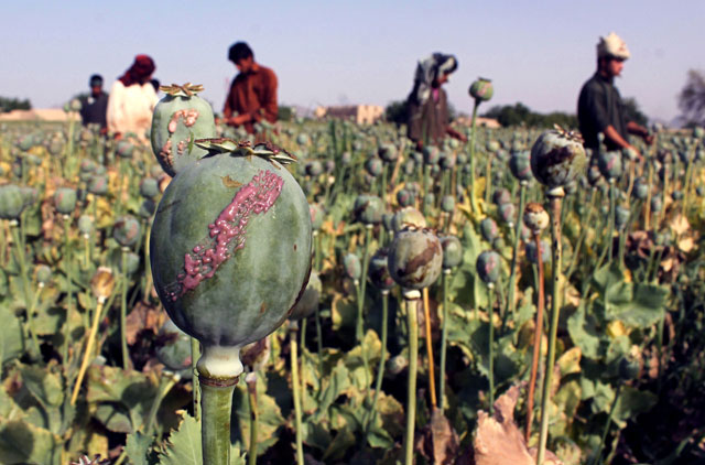 opium production has increased 7 per cent over the past year photo afp