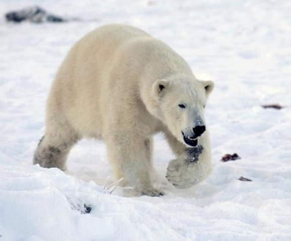 walker the polar bear walks in snow at the highland wildlife park in kingussie scotland december 7 2010 photo reuters walker the polar bear walks in snow at the highland wildlife park in kingussie scotland december 7 2010 photo reuters