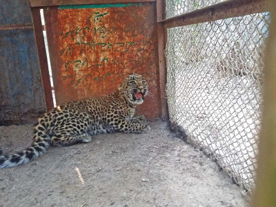 forest and fauna wildlife authorities seize leopard cub forest and fauna wildlife authorities seize leopard cub