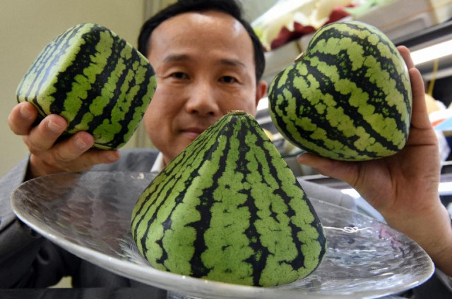 senior managing director of the shibuya nishimura luxury fruit shop displays square pyramid and heart shaped watermelons at the company 039 s main store in tokyo on july 1 2015 photo afp senior managing director of the shibuya nishimura luxury fruit shop displays square pyramid and heart shaped watermelons at the company 039 s main store in tokyo on july 1 2015 photo afp