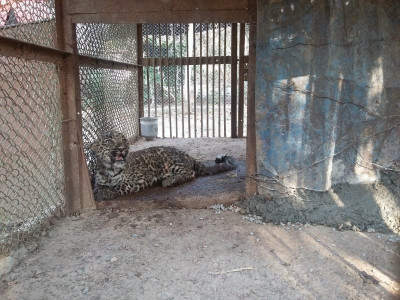 rescued cub registered as family of leopards in dhodiyal peasantry