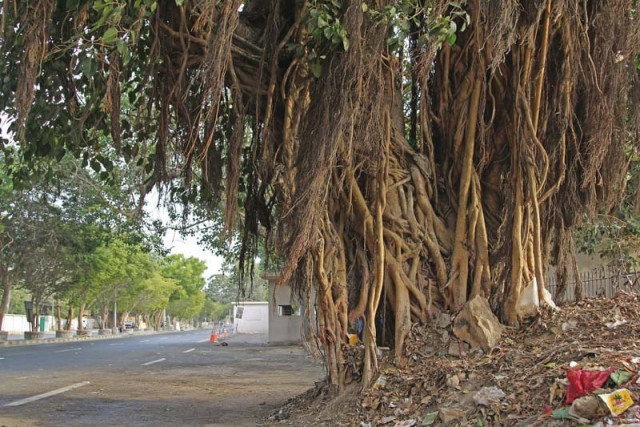 as many as 350 banyan trees had been planted along ma jinnah road which are nowhere to be found today according to environmentalist dr aa qureshi around 70 000 indigenous trees were cut down between 2001 and 2010 there are still some areas such as old clifton above where banyan trees are found photo athar khan express as many as 350 banyan trees had been planted along ma jinnah road which are nowhere to be found today according to environmentalist dr aa qureshi around 70 000 indigenous trees were cut down between 2001 and 2010 there are still some areas such as old clifton above where banyan trees are found photo athar khan express