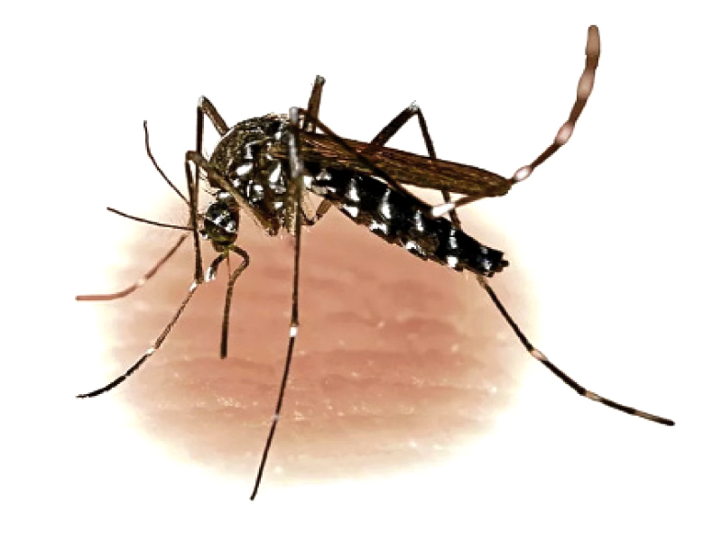 over 50 000 mosquito nets distributed in kurram agency