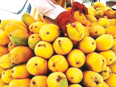 agricultural emergency mango production goes sour in punjab