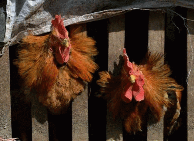 government researchers use chickens fish and toads to try to predict earthquakes phy org government researchers use chickens fish and toads to try to predict earthquakes phy org