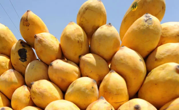 achieving the 0 1 million ton export target for the current season not directly related to the decline in mango production photo afp achieving the 0 1 million ton export target for the current season not directly related to the decline in mango production photo afp