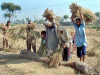 laws on paper peasants in peril