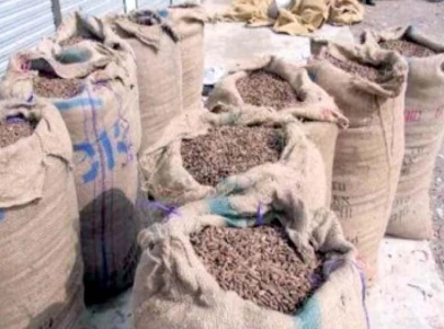 many pine nut dealers go bankrupt after price crash