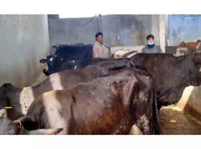 meat prices go up amidst short supply of cattle