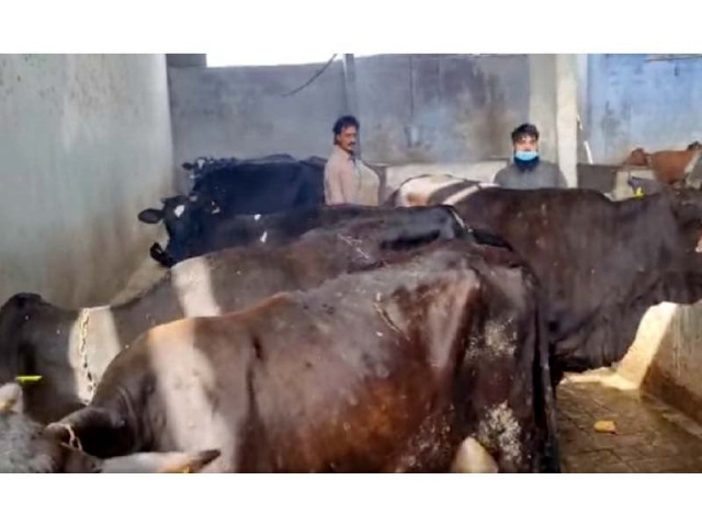 epidemic kills 54 cattle infects over 20 000 epidemic kills 54 cattle infects over 20 000