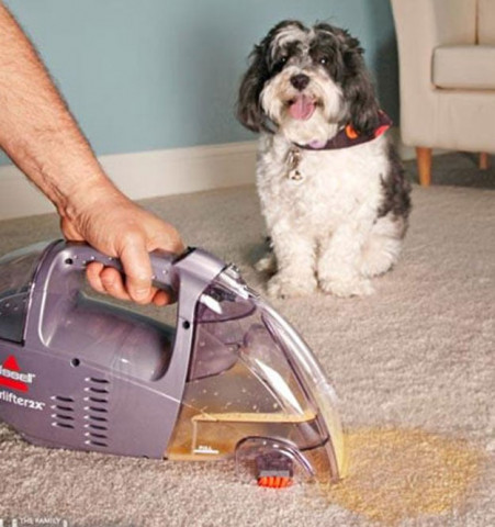 owning a pet is like having a small child at home photo a2zpetsinfo owning a pet is like having a small child at home photo a2zpetsinfo