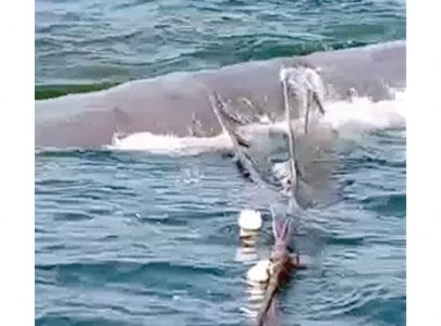 fisherman frees whale entangled in net