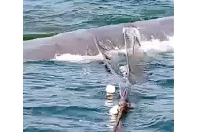 a sperm whale caught in a fishing net was disentangled by the boat s captain off the coast of ormara balochistan photo express a sperm whale caught in a fishing net was disentangled by the boat s captain off the coast of ormara balochistan photo express