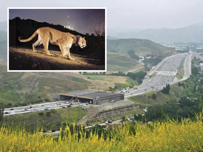 covered by plants the new bridge will connect mountains and span over ten lanes of highway photos file