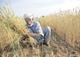 govt mulls writing off farmer loans govt mulls writing off farmer loans