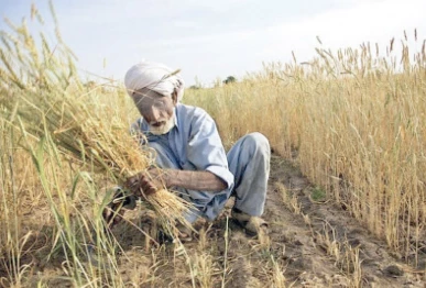 it was emphasised in the meeting that a two pronged strategy must be adopted short term measures to provide immediate relief to farmers and long term structural changes to cope with the adverse effects of climate change photo file