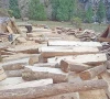 jatkul logging lays bare forest failures jatkul logging lays bare forest failures